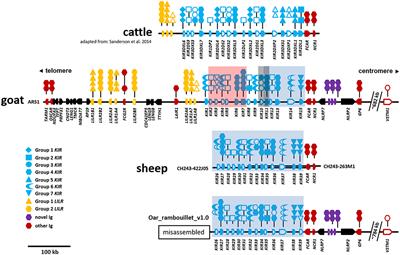 The Structure, Evolution, and Gene Expression Within the Caprine Leukocyte Receptor Complex